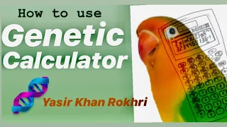 How to use a genetic calculator for Lovebirds in Urdu/Hindi | Yasir Khan Rokhri