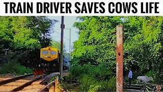 Driver Saves Cows Life | 6 Cows Crossing Railway Line in front of speeding train | Kathgodam Js Exp