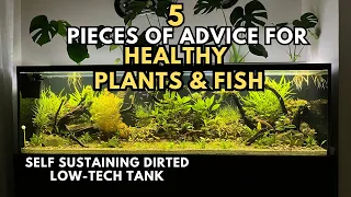 Aquarium 101: Basic Things You Should Know For Maintaining A Healthy Aquarium