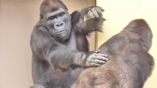 Shabani watches over his curious son as he descends a cliff. Gorilla, Silver back.