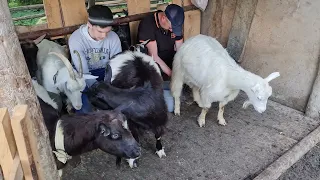 Закарпаття, Воловецький район - полонини