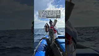 Entangled whale freed off Hawaii | #shorts #newvideo #youtube #subscribe