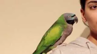 This is NOT a learned trick!! Derbyan Parrot