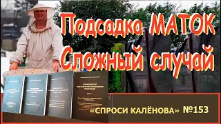 Подсадка Маток. "Теория Ограниченного Контакта" и ЗАКОНЫ ПРИЁМА МАТКИ ПЧЁЛАМИ. "Пчеловодство +"