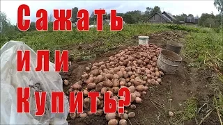 Картофель - купить или сажать?  // Мучения или стратегический запас