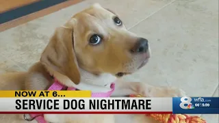 Sarasota amputee stuck with sick puppy, dog trainer accused of falsifying records
