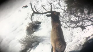 Giant 5x5 Bull Elk Sheds Antler while watching him! TU Tuesday Episode 75