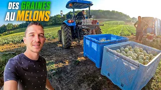 LES DERNIERS MELONS DE LA SAISON ! Visite centre de tri