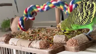 Cute Budgies eating sprouting seeds