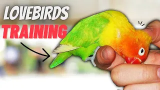 How to TRAIN Your LoveBird Parrot | 7 TIPS