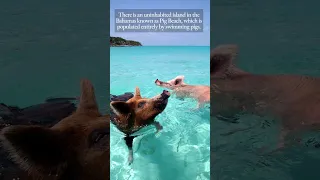 Pig Beach: The Bahamas' Aquatic Haven of Adorable Swimming Pigs