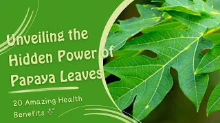 Unveiling the Hidden Power of Papaya Leaves | 20 Amazing Health Benefits@revivesecrets