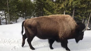 My Pet Buffalo - Yellowstone