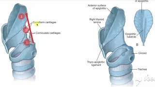 Larynx membranes & ligaments 1