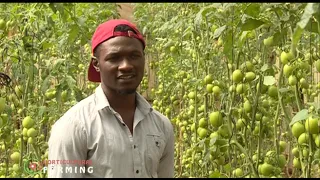 Young farmer making a fortune from Greenhouse tomato farming - Brian Anangwe |part 2|