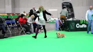 DACHSIEFAM at Crufts 2020 part 2