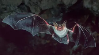 UNE NUIT AVEC LES CHAUVES-SOURIS