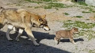 【閲覧注意】初めて仔犬を見た狼犬のまさかの反応