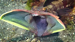 Sarcastic fringehead - unusual sea creatures with aggressive territorial behavior