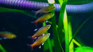 Rathbun's bloodfin/Green Fire Tetra spawning colors and behavior. (Aphyocharax rathbuni)