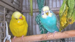 2.5 Hr Happy Parakeets Eating Singing Playing, Budgies Chirping. Reduce Stress of lonely Bird Videos