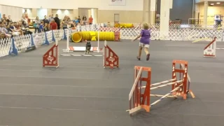 Agility course at the Houston World Series of Dog Shows, NRG center