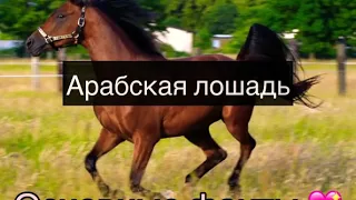 Арабская лошадь . Факты !