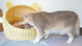 Mom cat Xaxa ran to another mother cat's nest and brought the kittens to her own nest