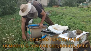 Спасаю горсть пчёл🐝🐝🐝