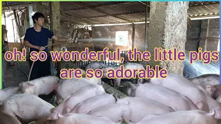 oh! so wonderful, taking care of the cute and adorable pigs