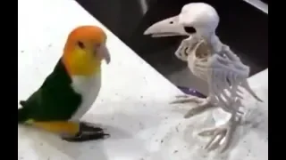 Смешные попугаи #1 | funny parrots