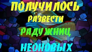 Разведение радужницы неоновой