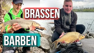 Barben und Brassen am Rhein! So angeln wir