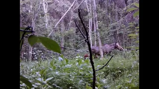 ФОТОЛОВУШКА В ЛЕСУ/ PHOTO TRAP IN THE FOREST