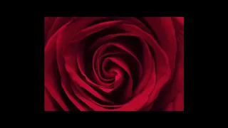 "L'elisir d'amore - Una furtiva lagrima " - Gaetano Donizetti - Nissim Baroukh , tenor