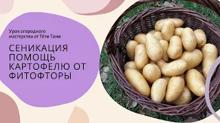 Сеникация. Что это такое? Как это поможет картофелю от фитофторы...