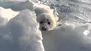 タテゴトアザラシちゃんの涙