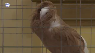 Выставка голубей