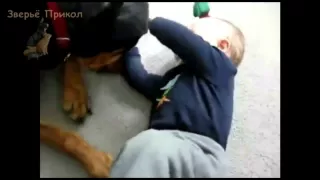 Best Of Funny Dogs Love Babies! Compilation   Собаки и Дети – Лучшие Друзья!