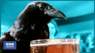 1977: Is REAL ALE Worth CROW-ing About? | That's Life! | Animal Magic | BBC Archive