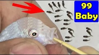 3 White Princess cichlid fish give birth to 99 baby fish 😍🐬👍🙏