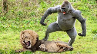 Lions Hunt Baby Gorilla, Herd Gorilla Panic Carry Baby On His Back Run Away, Baboon vs Wild Dogs