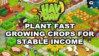 Hay Day - Plant Fast Growing Crops For Stable Income