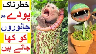 Plants that EAT Animals - Gosht Khor Poday