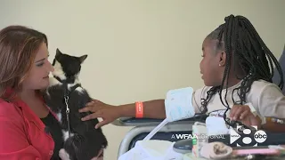 This therapy cat is raising spirits at a Dallas pediatric hospital