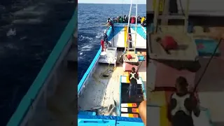 13 ton 😬 Rakusnya-ikan Cakalang di perairan Ntt / Kupang dengan Kmn Masagena