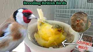 Goldfinch Mules & the FINAL Round | Breeding British Birds S1:E15