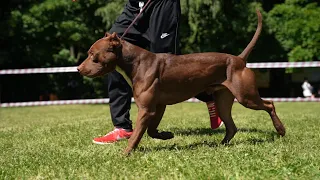 APBT REDVOLCAN'S ODIN AND APBT VISTA ALEGRE. Pitbull Show "Golden Cup 2022"