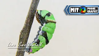 Papilio demoleus (Lime Swallowtail) Transformation: Caterpillar to Butterfly (FEMALE) - Timelapse