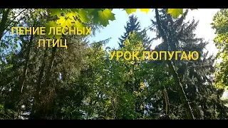 ПЕНИЕ ЛЕСНЫХ ПТИЦ. УРОК 5. УЧИМ ПОПУГАЯ ПЕТЬ КРАСИВЫЕ ТРЕЛИ!